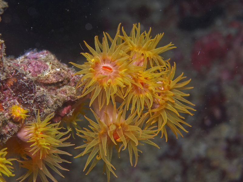 Polyp, Dugon Wall